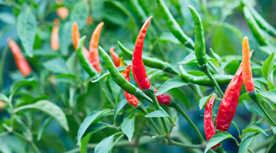 The Oldest Chili Pepper Was Found in Colorado—and It’s Around 50 Million Years Old