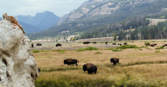 Bison in Lamar Valley, one of the things to do at Yellowstone