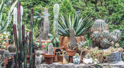 Cacti and Succulents in Living Wild by Hilton Carter