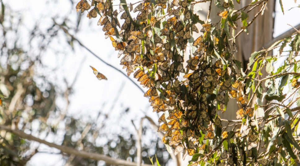 Help Monarch Butterflies While You Travel: Here's the First Stop on a New Trail