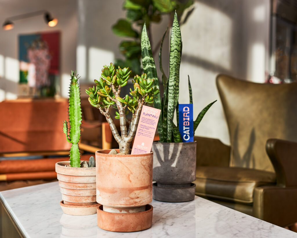 The rent-a-plant program is complimentary at Catbird Denver