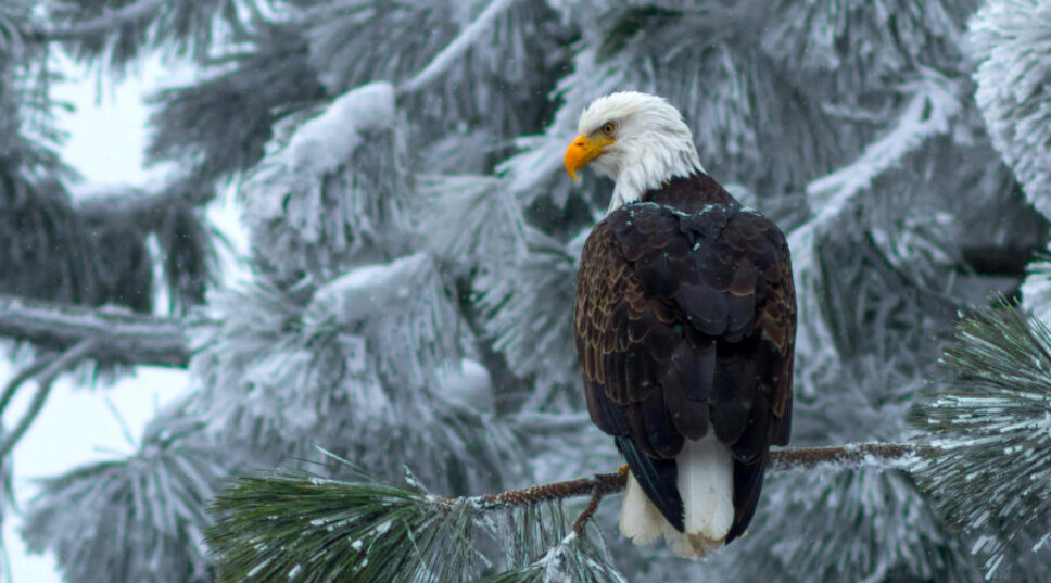 This Live Cam of Bald Eagles in Their Snow-Covered Nest Is the Winter Storm Calm We All Need