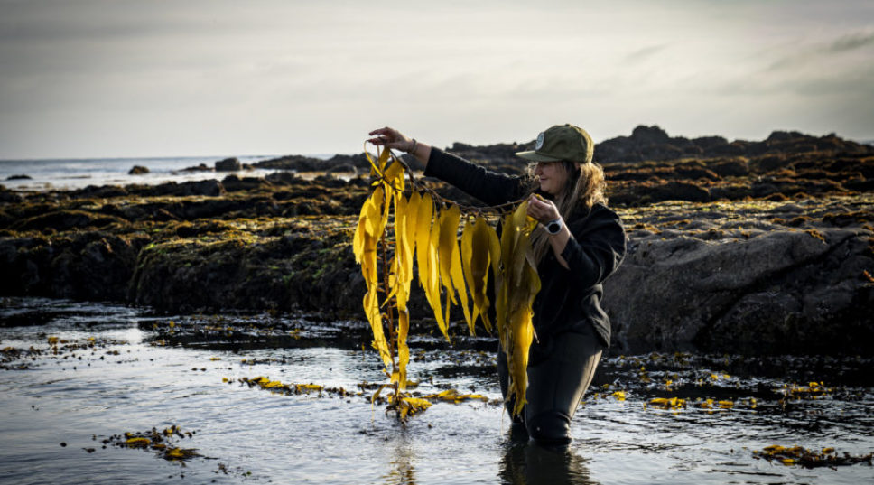 How to Forage Your Own Seaweed, with a Little Kelp from Our Friends