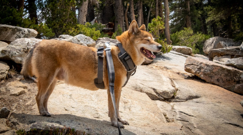 Even Your Dog Can See the Top Sights in This Treasured California Mountain Town