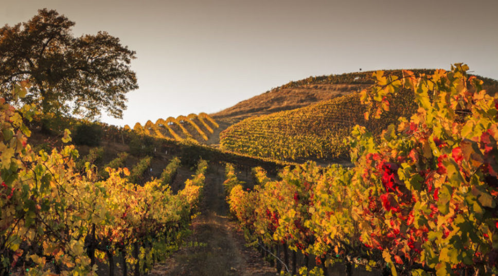 Celebrate Pinot Noir Day in These Top-Tier Western Wine Regions 