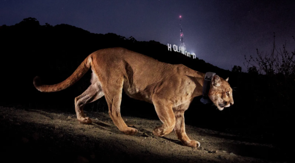 What's Next for California Cougars After the Death of Legendary P-22?